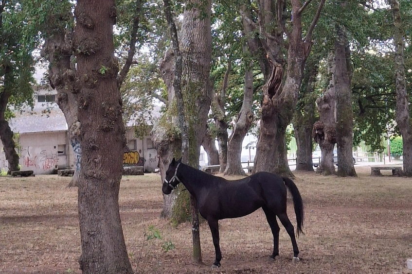 Agustí Carbonell