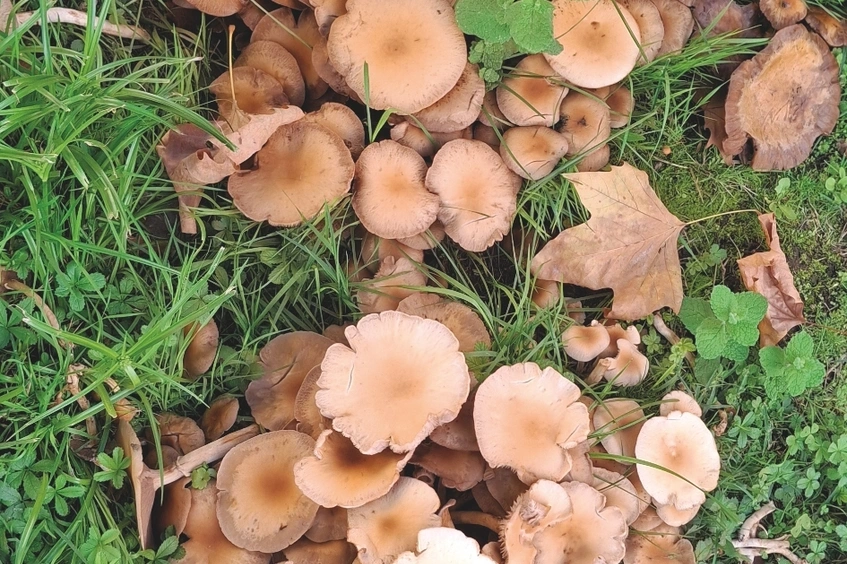 La foto de Agustí Carbonell