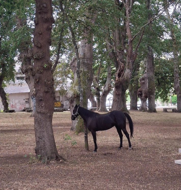 caballo