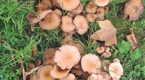 La foto de Agustí Carbonell